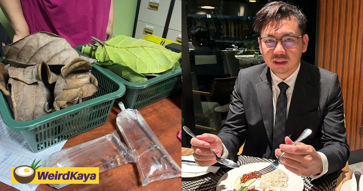 29yo m'sian lecturer turns millionaire by selling dried leaves online | weirdkaya