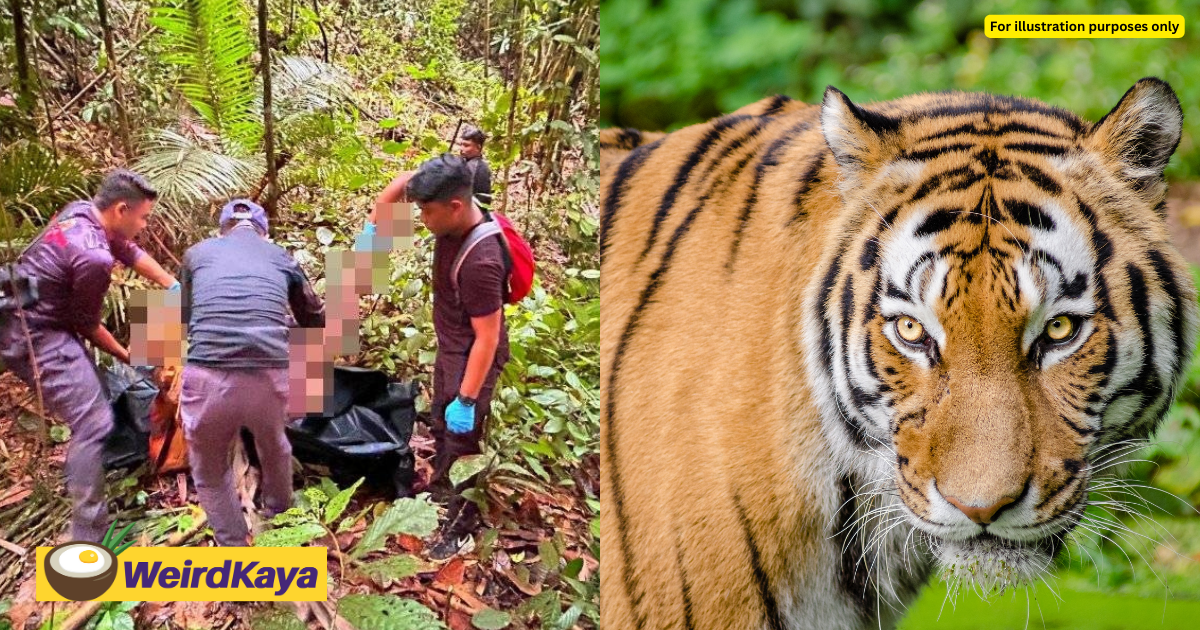 Body of indonesian man allegedly mauled by tiger found at rubber plantation in kelantan | weirdkaya