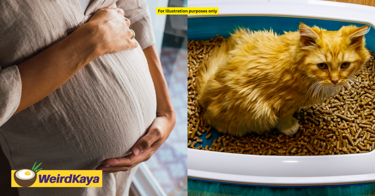 9-months pregnant m’sian woman had a miscarriage following cat faeces infection | weirdkaya