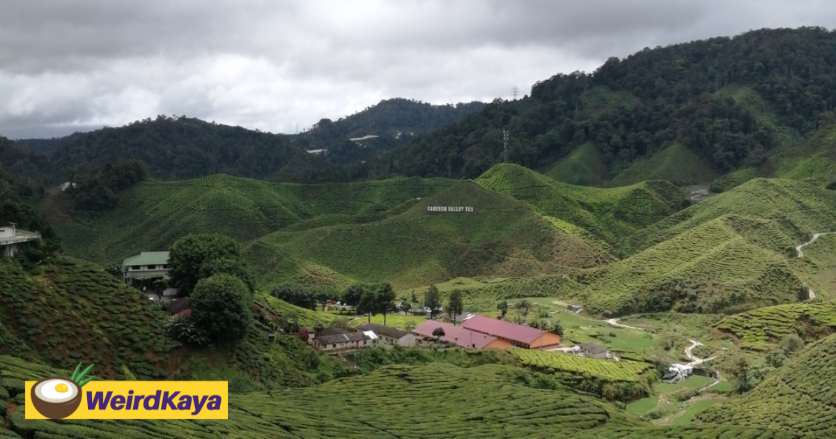 Cameron highlands is now one of the most beautiful places in the world | weirdkaya