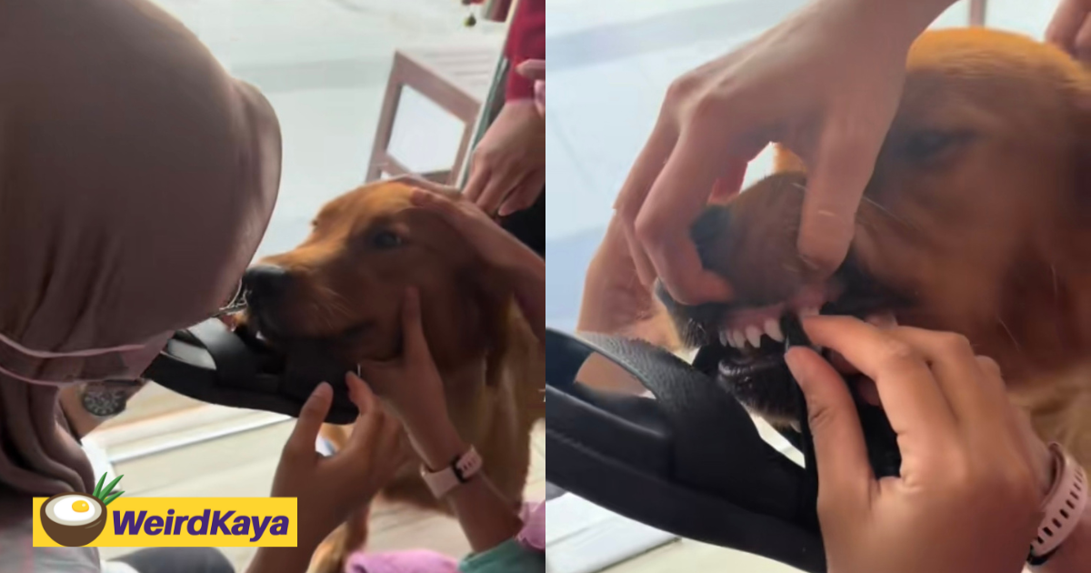 5 m'sian vet clinic staff work together to release slipper from golden retriever's mouth  | weirdkaya