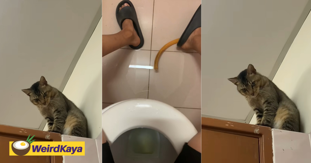 M’sian man can’t poop in peace with a cat intently watching him | weirdkaya