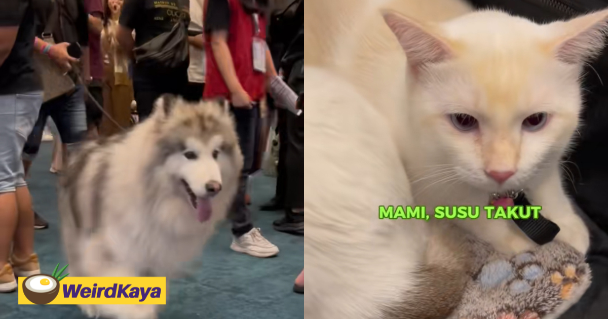 Viral video shows cat terrified upon seeing giant malamute dog at pet expo | weirdkaya