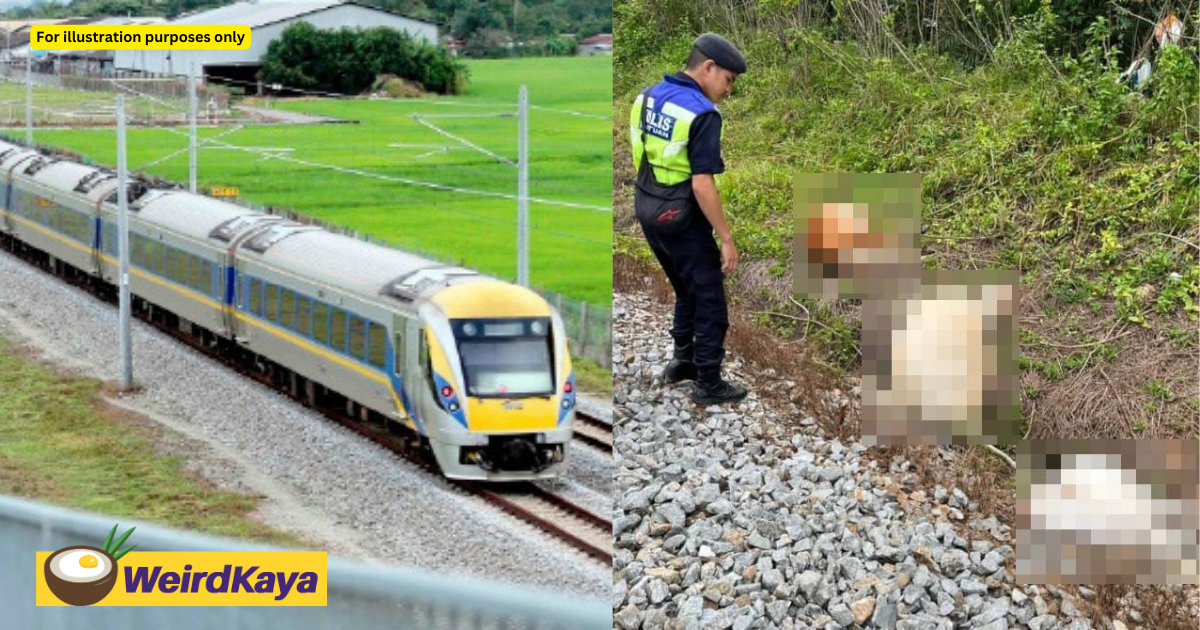 Ert train collides into 14 cows in pahang, all 336 passengers unhurt  | weirdkaya