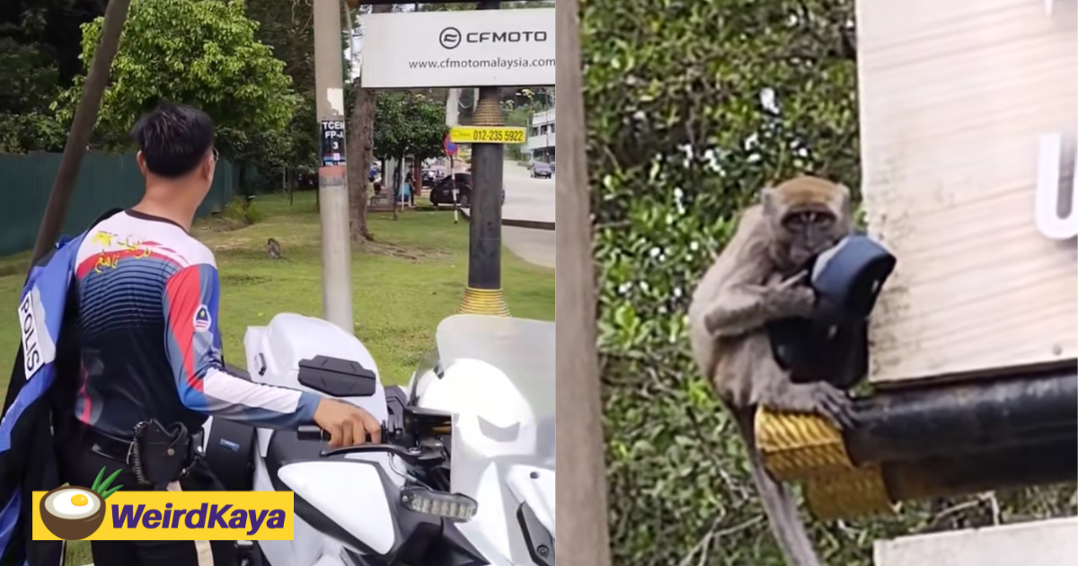 Cheeky monkey steals glove from pdrm officer, only gives it back after much coaxing | weirdkaya