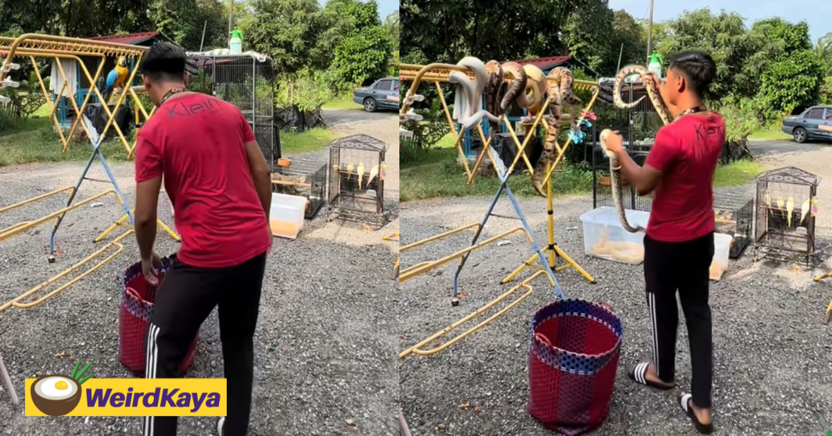 M'sian Man Fearlessly Hangs Snakes Out To Dry On Rack As If They Were Clothes