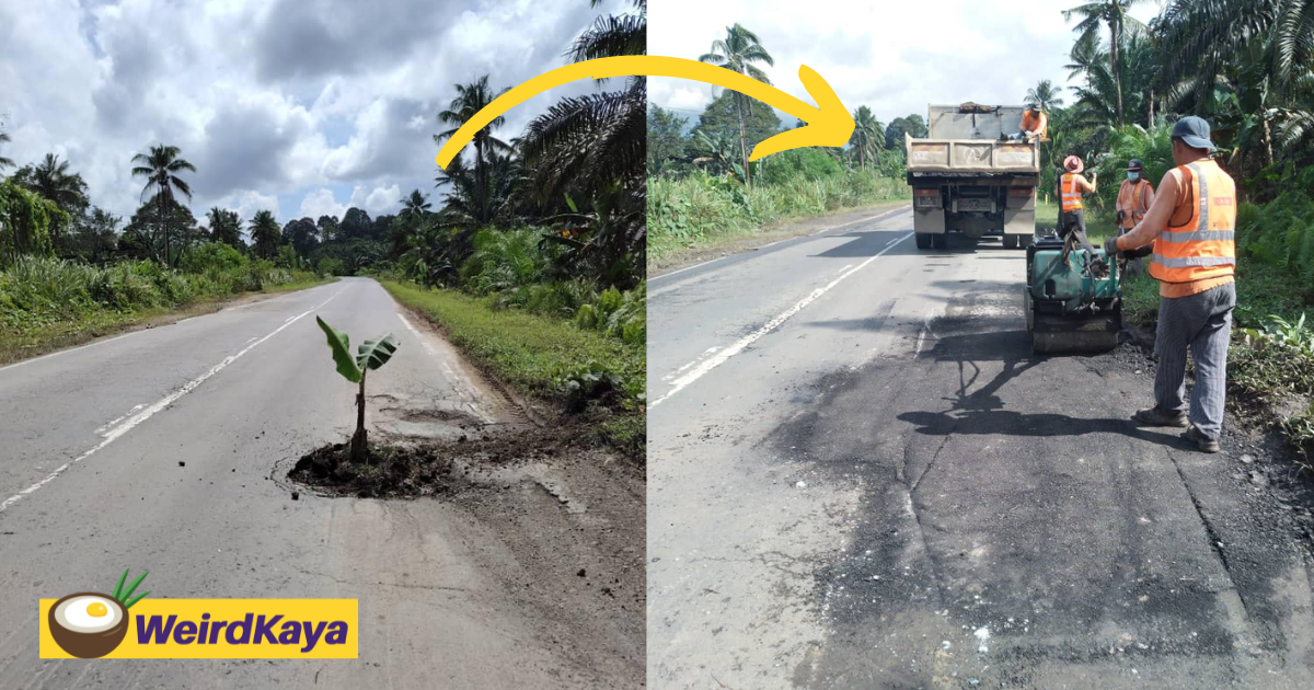 Fed up sabahan plants banana tree inside unfixed pothole as a sign of protest | weirdkaya
