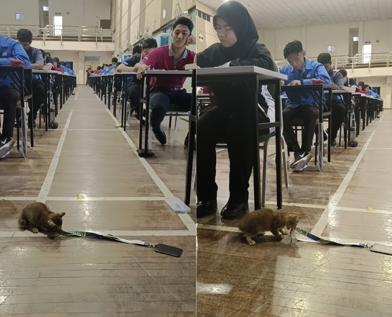 The students start looking at the cat who stole the lanyard
