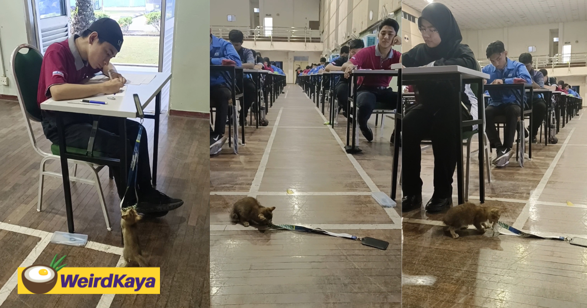 Kitten sneaks into exam hall & snatches lanyard while m'sian students are focusing on their exams | weirdkaya