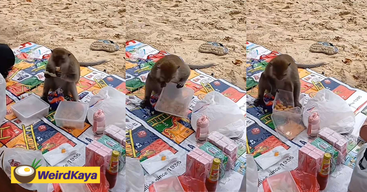 Sg woman happily allows monkey to join her for a picnic by the beach | weirdkaya