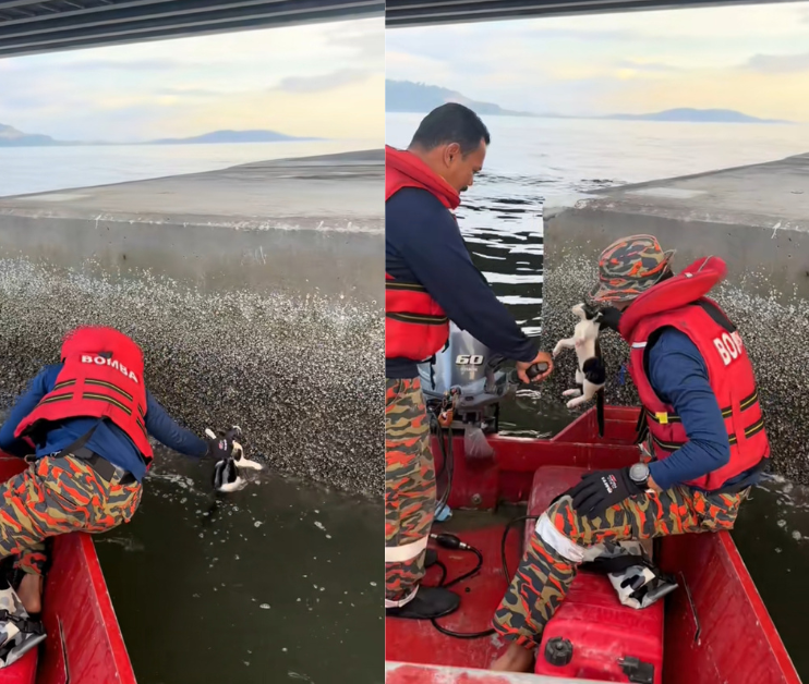 The black and white spotted cat is rescued from the waters by the firefighters