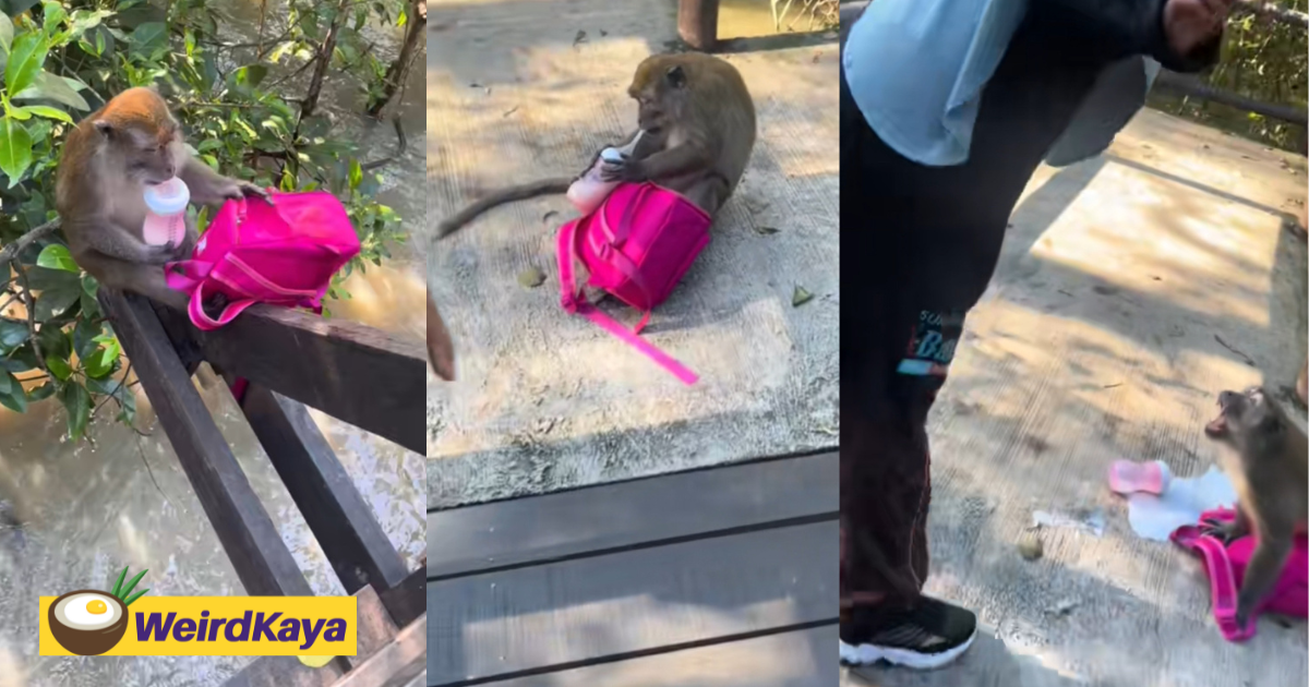 Monkey steals m'sian woman's bag & drinks milk straight from baby bottle | weirdkaya