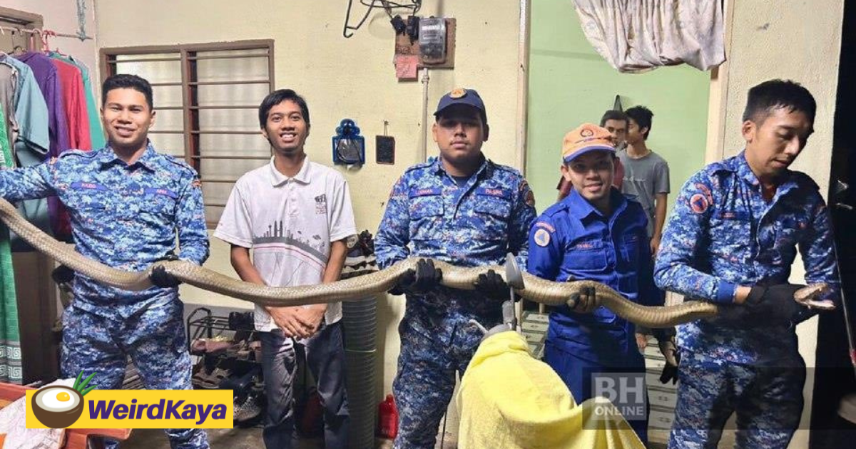 67yo m'sian man shocked to find 4-metre long king cobra in his bedroom | weirdkaya