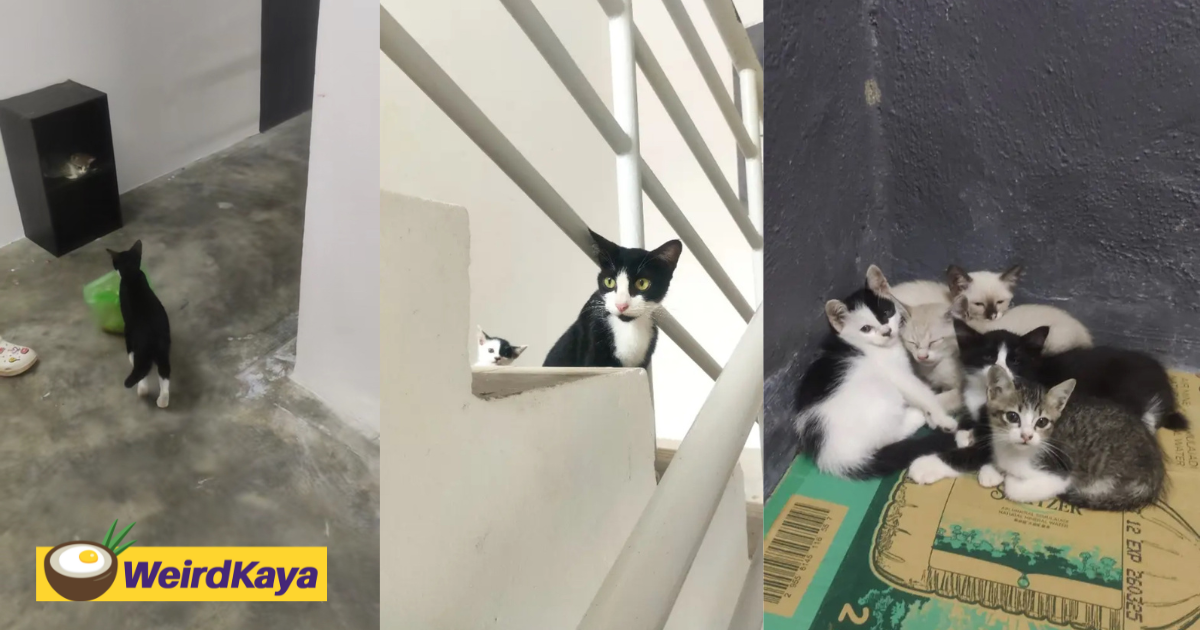 Cute Clip Shows Mother Cat Bringing Food For Her Kittens At UPSI Hostel, Netizens Touched