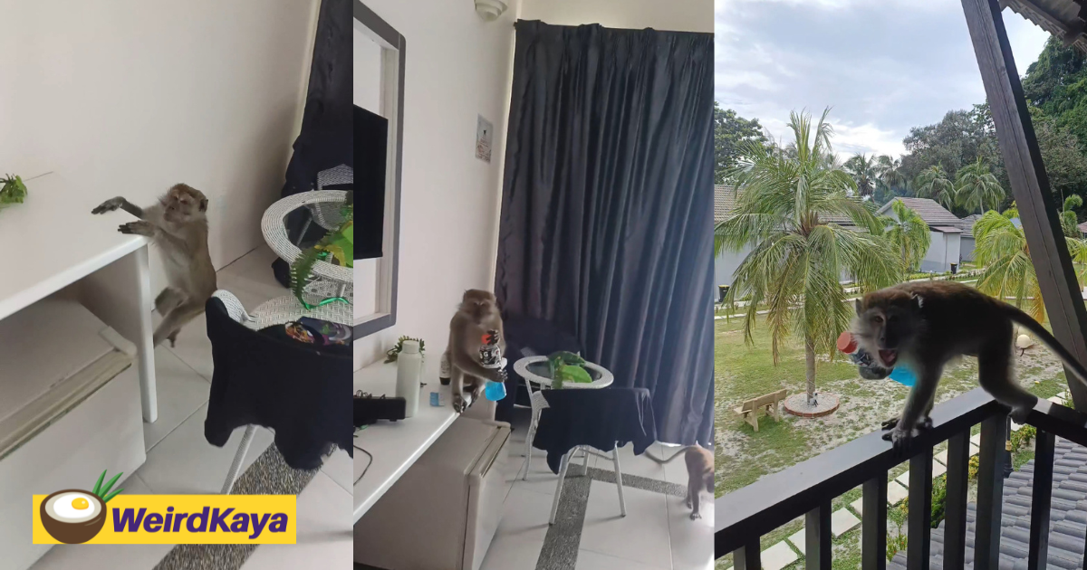 M'sian Man's Water Bottle Stolen By Mischievous Monkeys At Pangkor Resort 