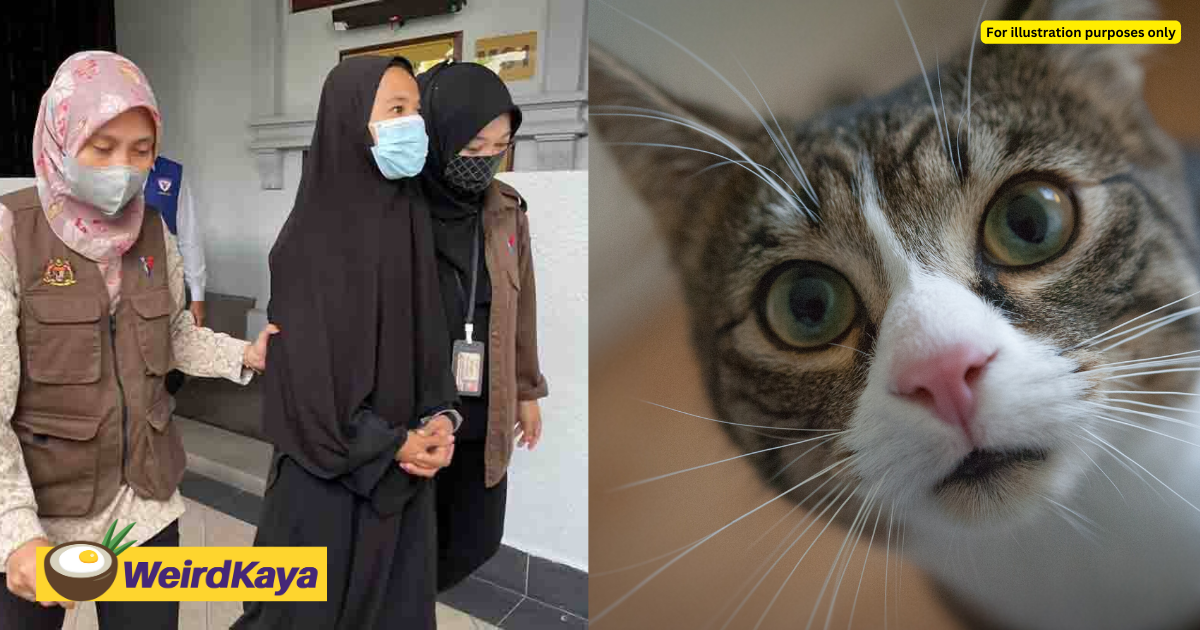 44yo m'sian woman accused of throwing cat from 1st floor of cheras flat | weirdkaya