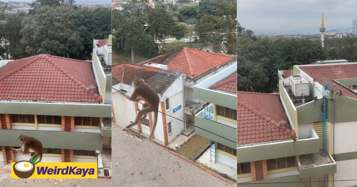 'normal day in ukm' - mischievous monkey climbs down electric cable & has no single fear | weirdkaya
