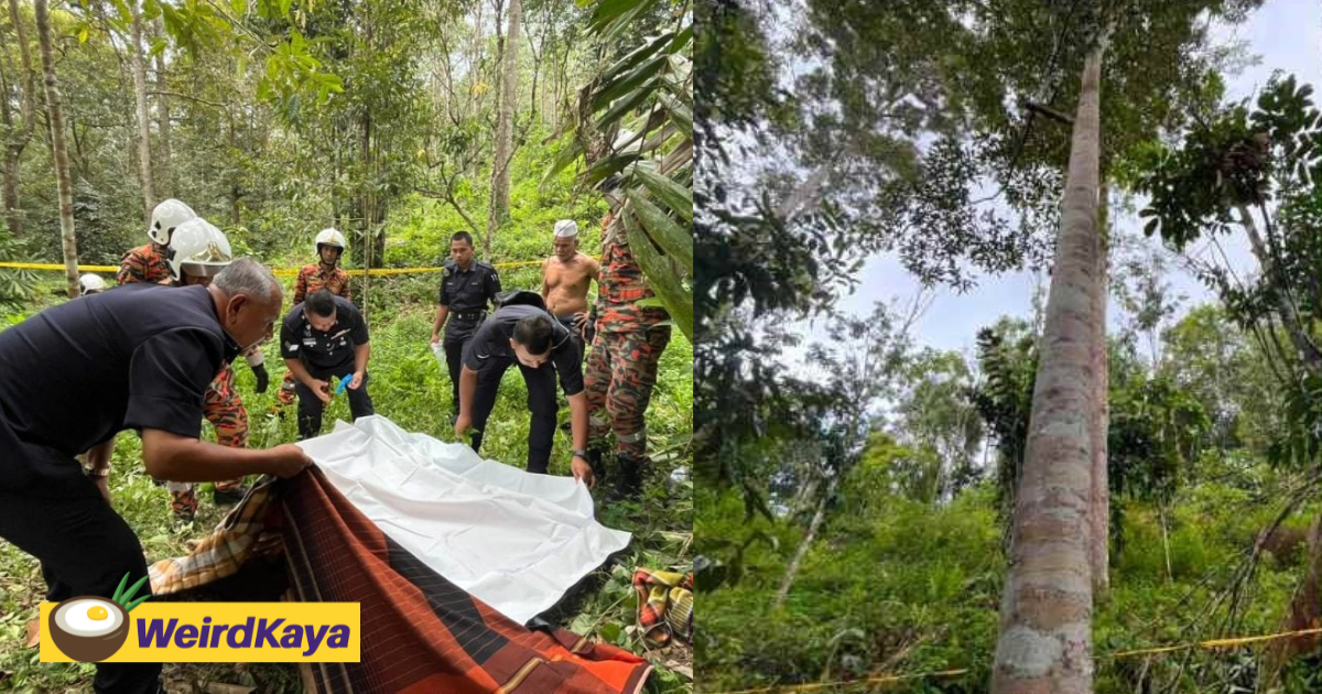 44yo m'sian man falls 30m from durian tree, dies on the spot | weirdkaya