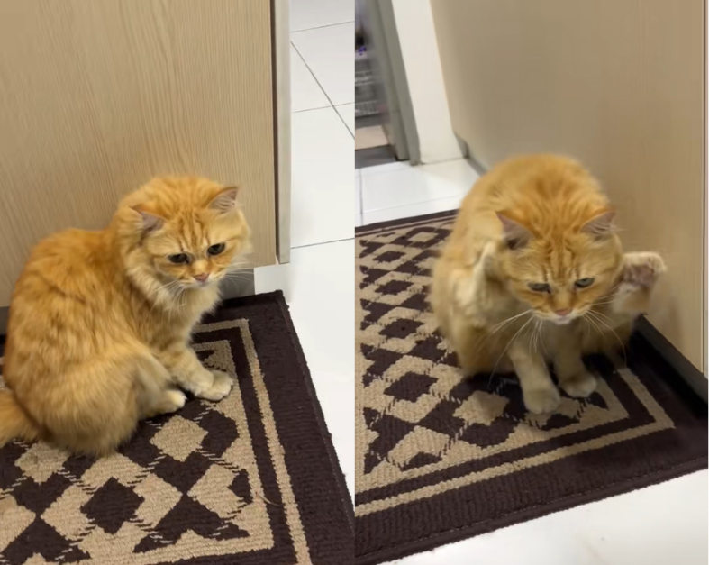 Oyen wipes its butt on carpet after pooping