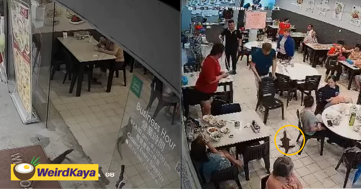 Monitor lizards rush into jb eatery, causes customers to freak out | weirdkaya