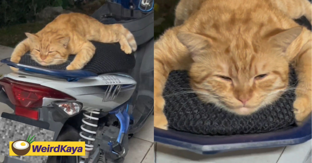 'cute like garfield' - m' sian netizens amused by oyen chilling on motorbike seat without a care in the world | weirdkaya
