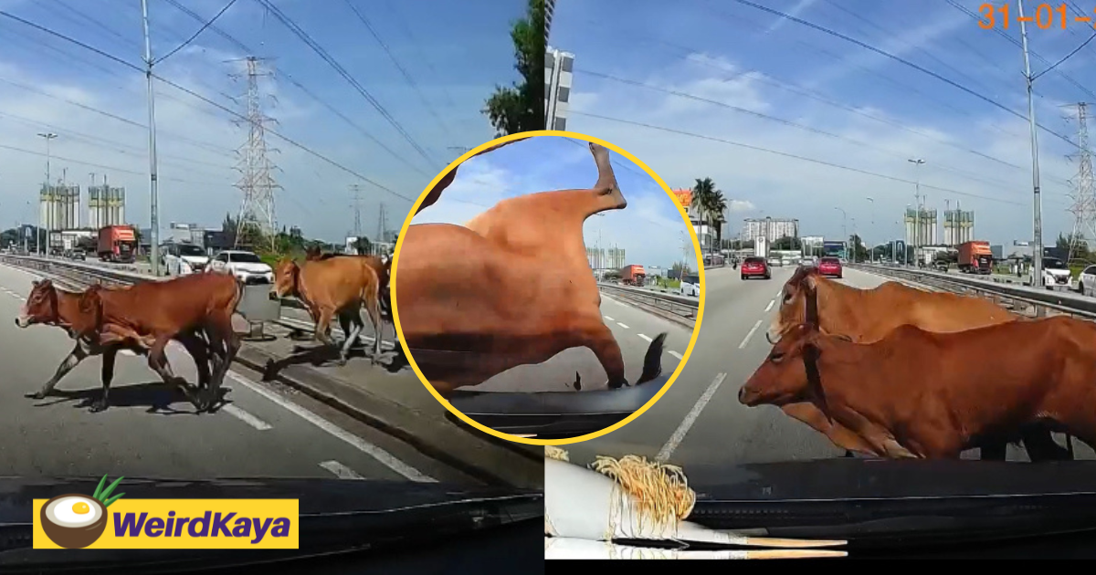 Cow sent flying after m'sian woman collides into them in penang | weirdkaya
