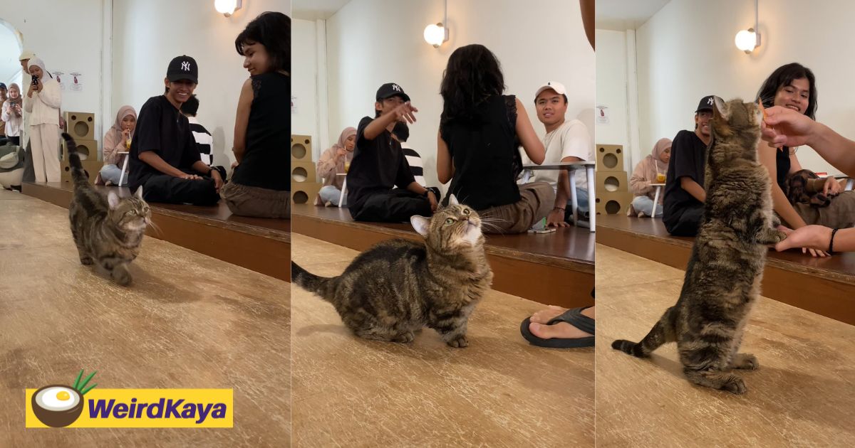 M'sians amused by the way munchkin cat captures hearts with its adorable walk | weirdkaya