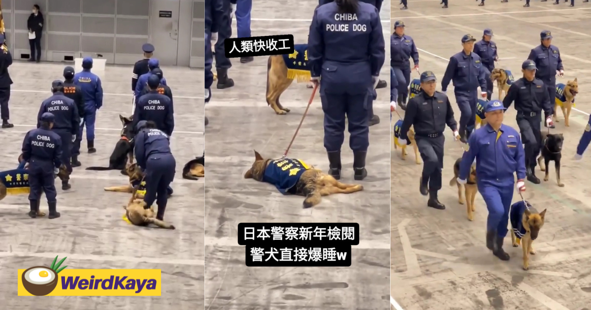 Viral clip shows japanese police dog stealing the show by refusing to join parade | weirdkaya