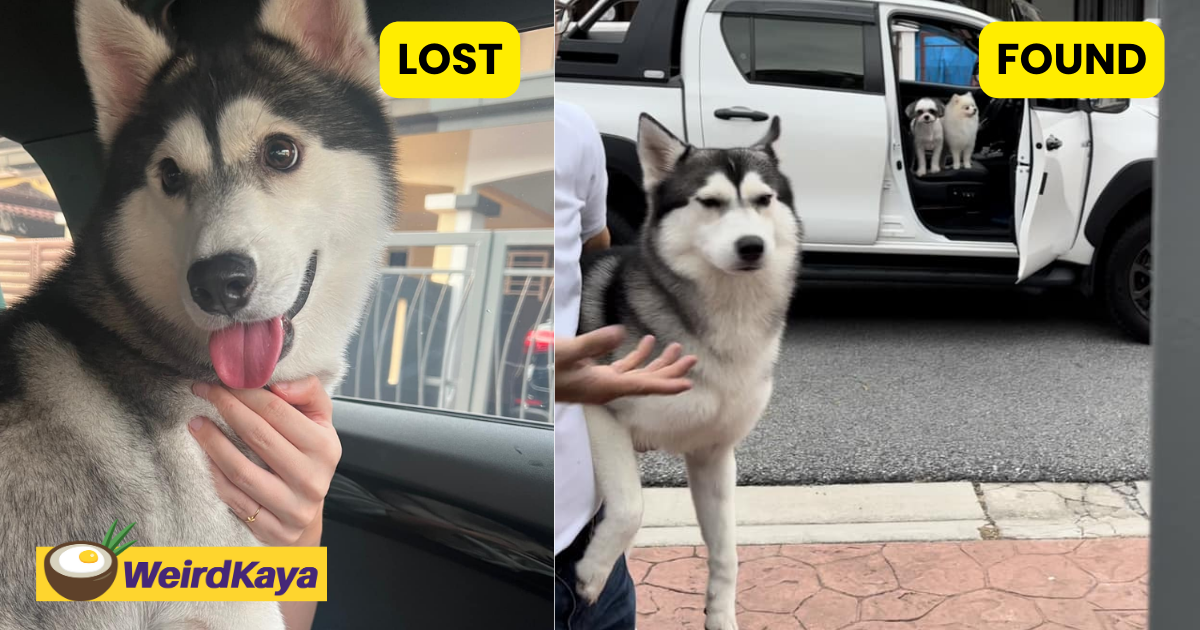 M'sian woman reunites lost husky with owner but it doesn't look too thrilled | weirdkaya