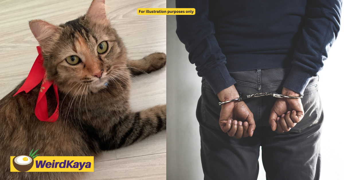 'i got cats to feed' — m'sian man charged with drug possession pleads for lower bail | weirdkaya