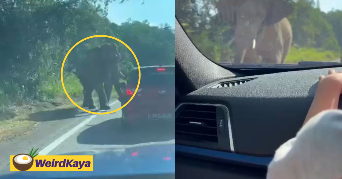 M'sian family has car damaged by elephant which came up really close & personal | weirdkaya