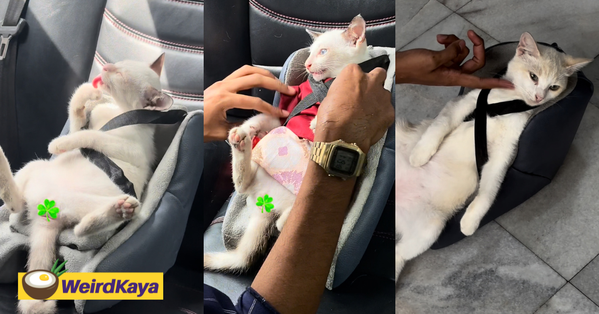 M'sian twins specially invent car seat that fits their cat purr-fectly | weirdkaya