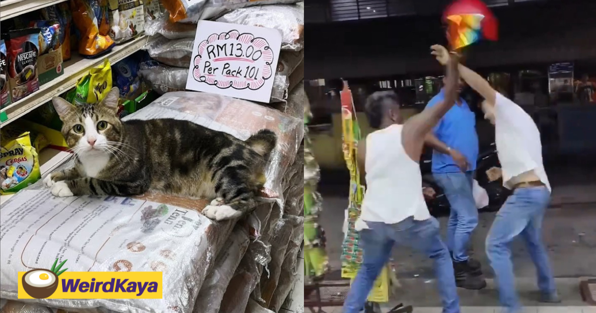 Super chill cat watches on as 2 grown men slug it out at penang convenience store | weirdkaya