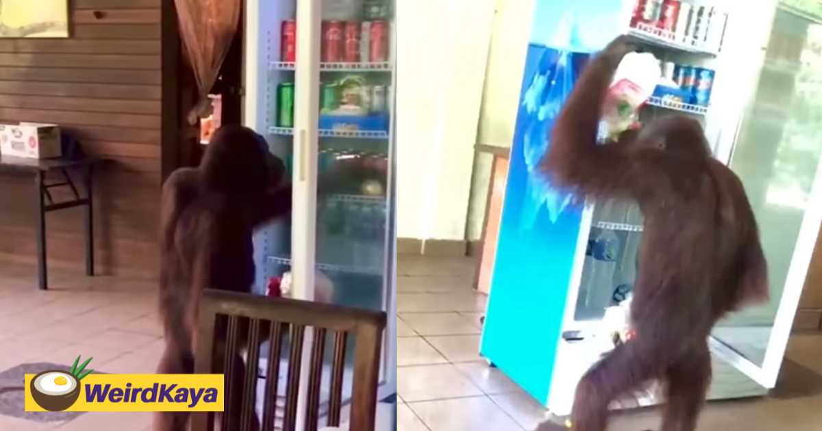Orangutan casually treats itself to a cold drink at a café in sabah | weirdkaya