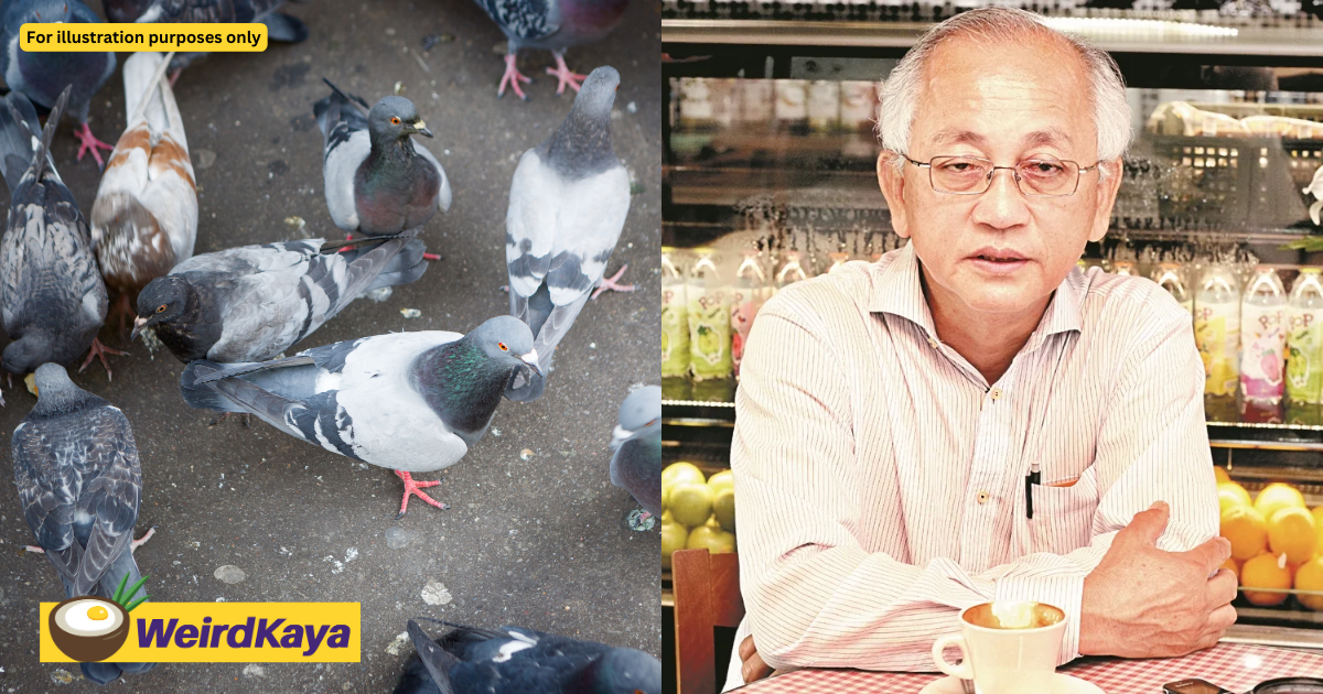 M'sians should eat pigeons to reduce its population, suggests professor | weirdkaya