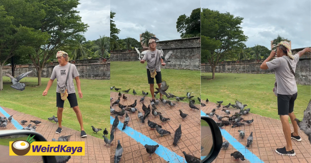 This penang uncle left us stunned by his un-bird-lievable pigeon summoning skills | weirdkaya
