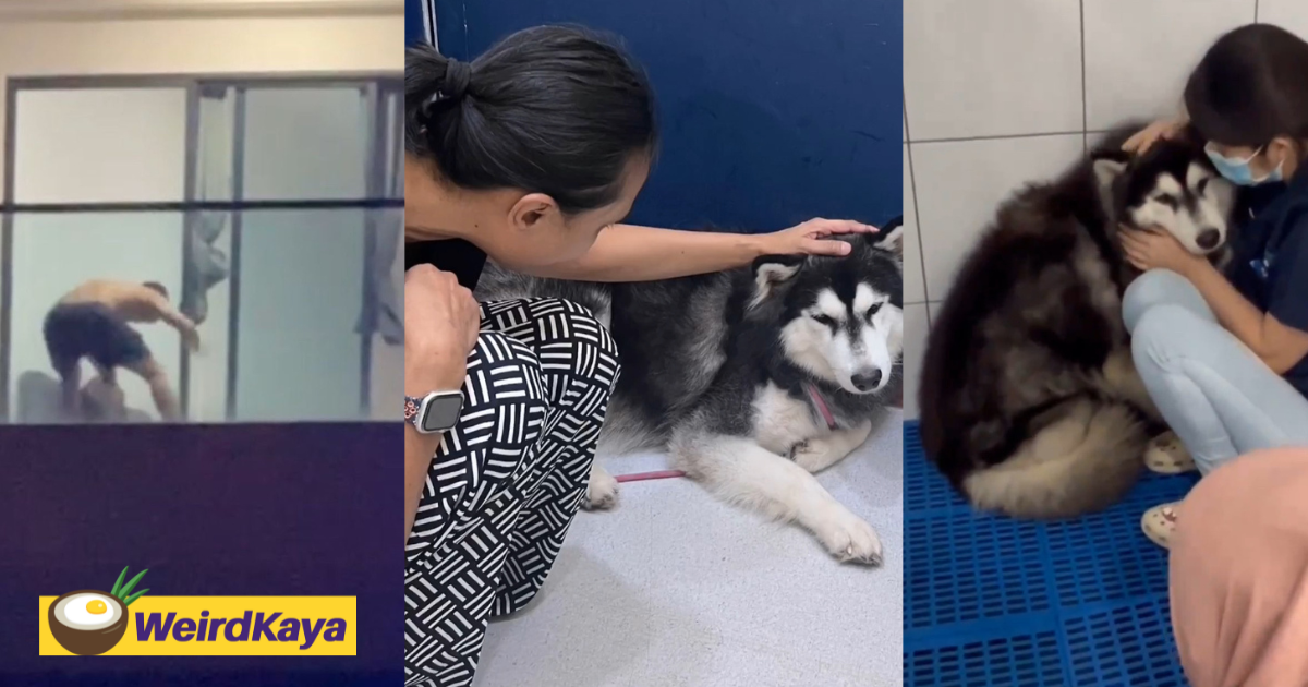 Husky Gets Rescued By M'sian Animal Lover After Clip Of It Being Beaten By Owner Goes Viral