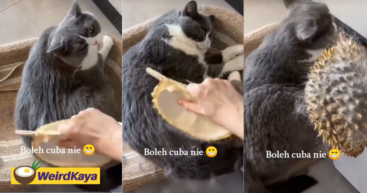 M'sian woman uses durian shell as a 'comb' to brush pet cat's fur | weirdkaya