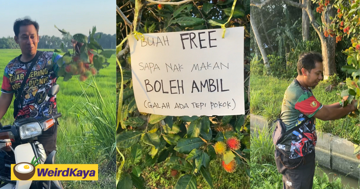 M'sian praised for sharing rambutans with the public, puts up sign telling them to 'take it for free' | weirdkaya