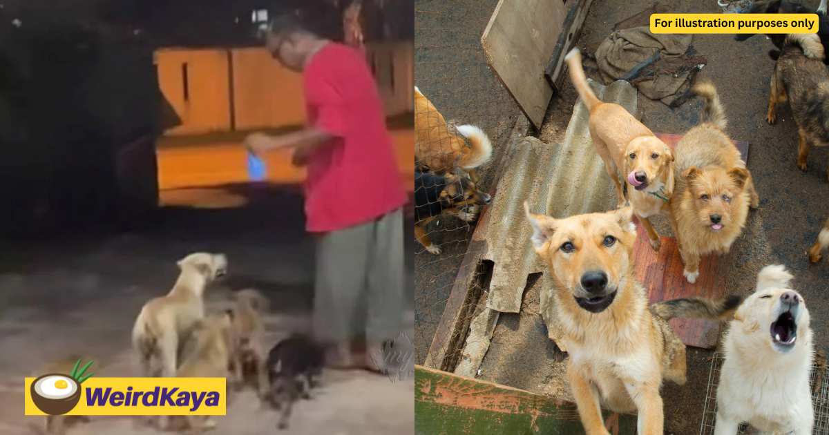 'i'm just showing them love' — m'sian man feeds stray dogs who often roam near his house | weirdkaya