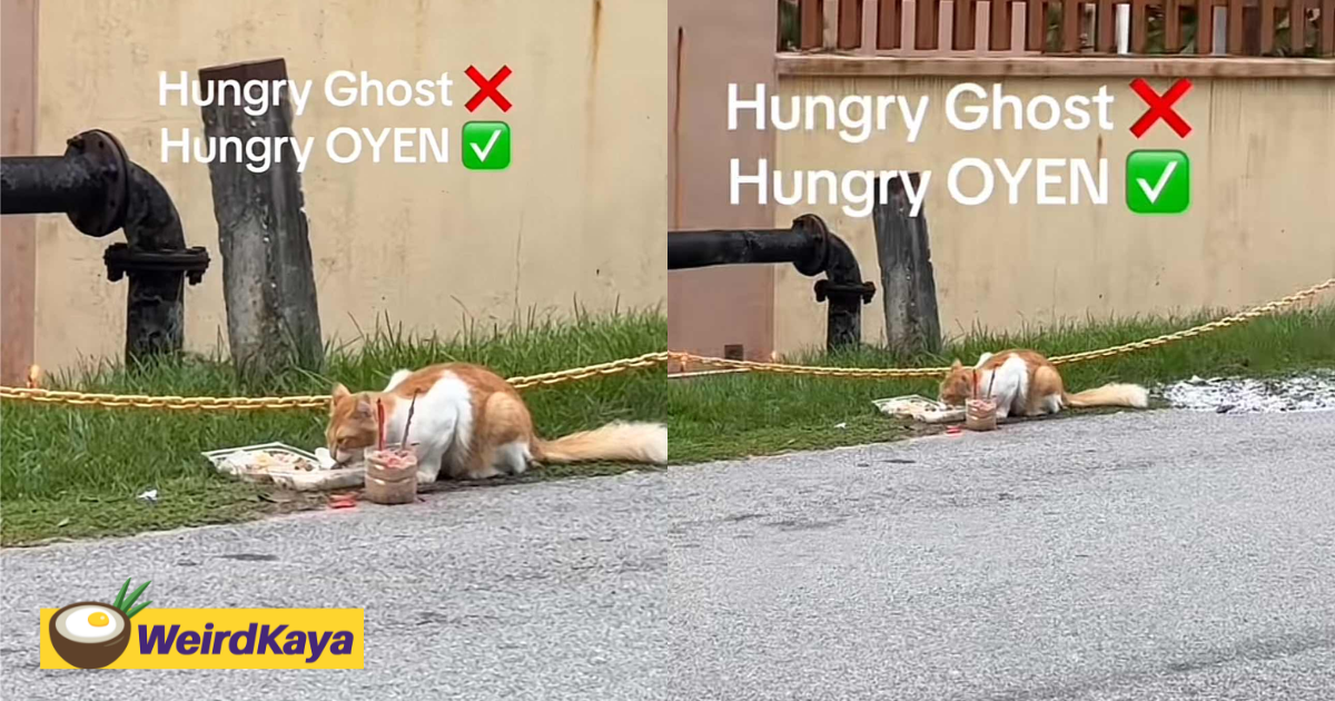 Oyen snacks on offerings meant for spirits during hungry ghost festival | weirdkaya