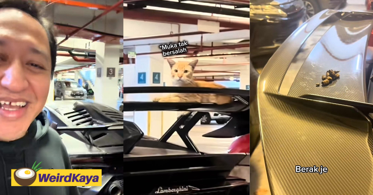 Cat poops on m'sian influencer's lamborghini, even leaves its pawprints behind | weirdkaya