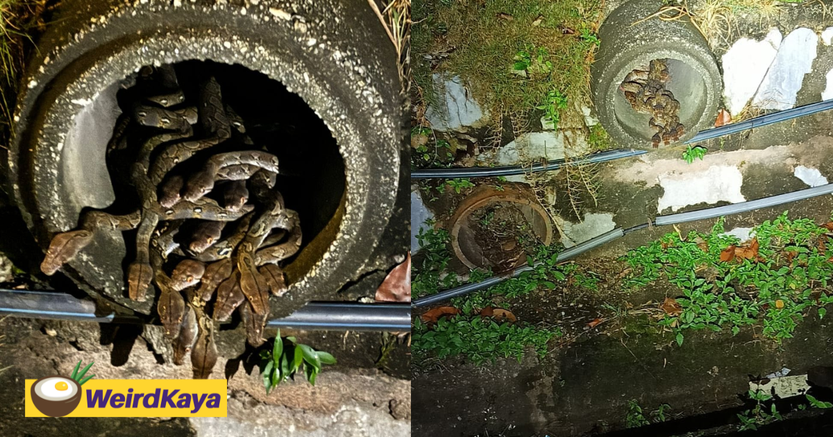 29 pythons found cosying up inside drain near restaurant in shah alam | weirdkaya