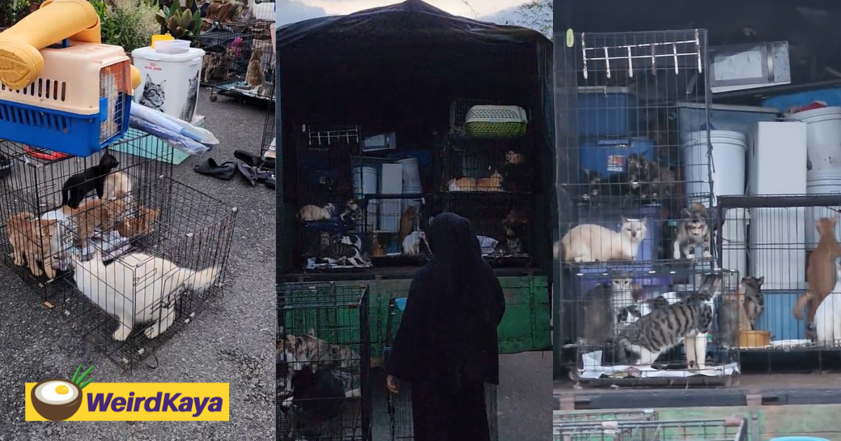 M'sian man rents lorry just to move his 100 cats from ipoh to his new home in kedah | weirdkaya