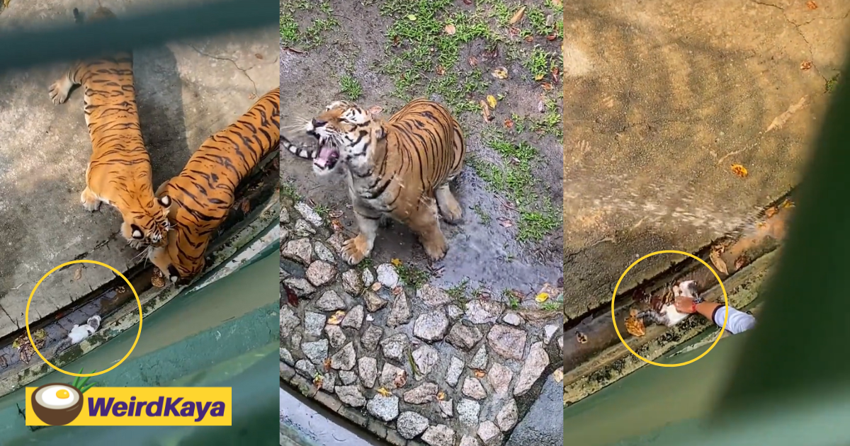 Johor zoo worker saves kitten from being eaten by tigers after it fell into enclosure | weirdkaya