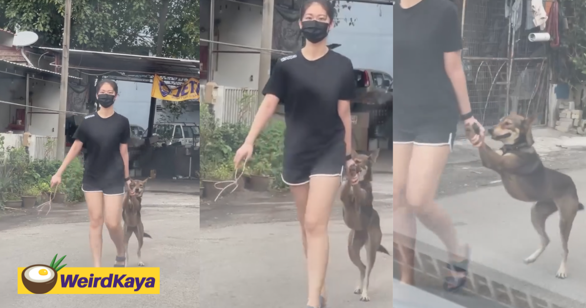 M'sian Woman Holds Dog By The Paw And Walks It Home After It Sneaked Out