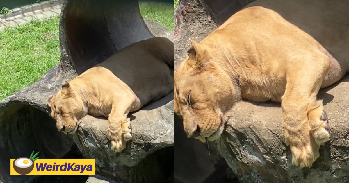 M'sians amused to see lions drooling while taking a nap at johor zoo | weirdkaya