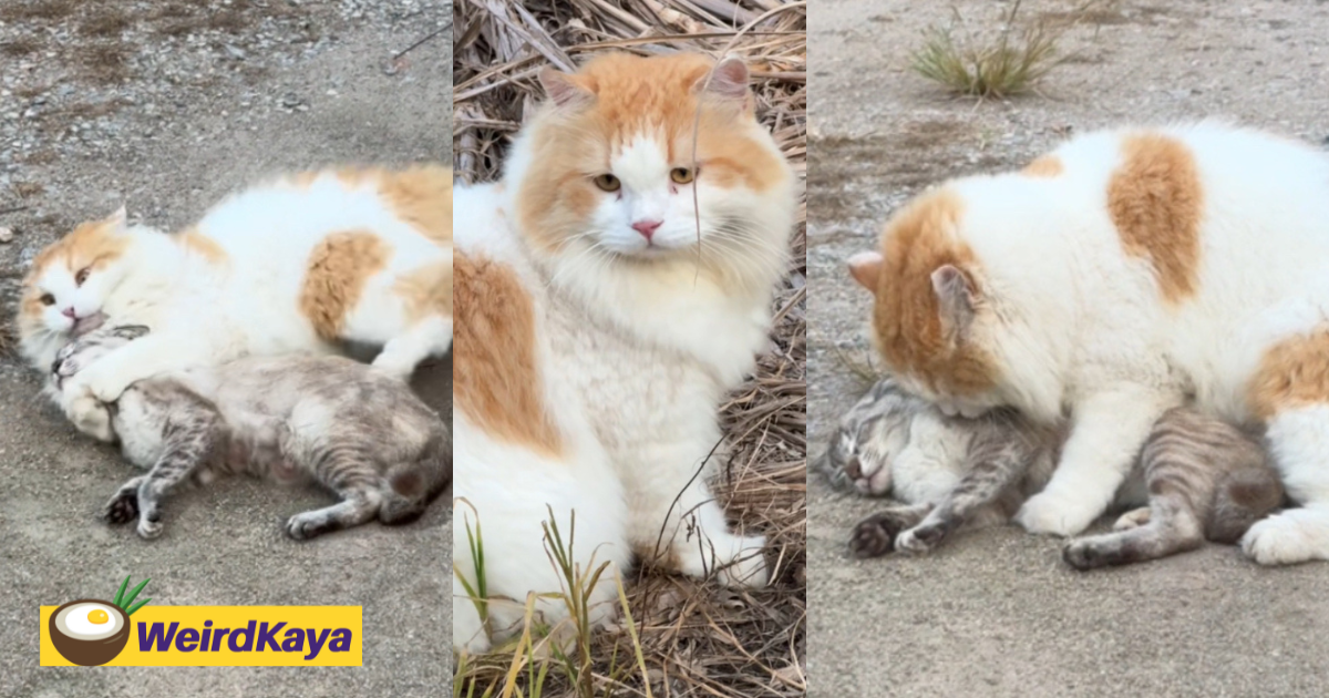 It’s all purr and games for these cats until one pretends to 'play dead' | weirdkaya