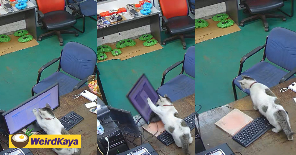 Cat knocks over computer while staff are away at car workshop | weirdkaya