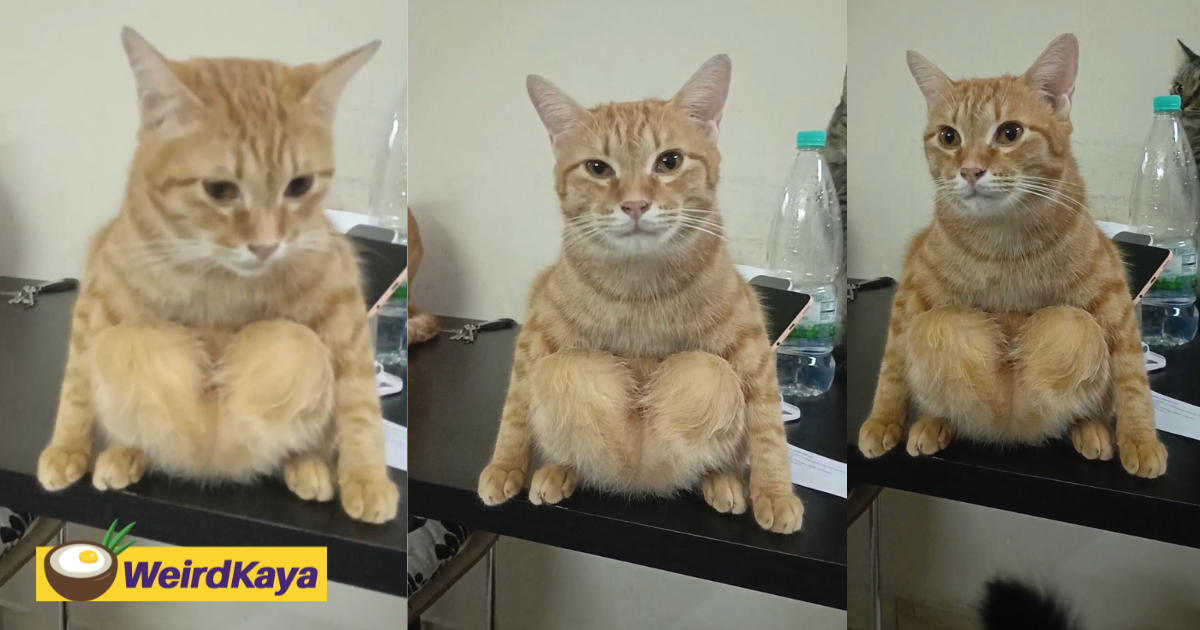 Cats are weird, but this oyen’s sitting style just won the internet | weirdkaya